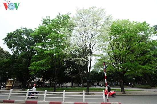  Hanoi adorned with white blossoms - ảnh 5