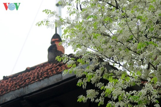  Hanoi adorned with white blossoms - ảnh 6