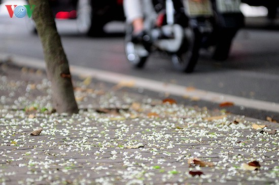  Hanoi adorned with white blossoms - ảnh 7