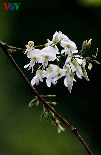  Hanoi adorned with white blossoms - ảnh 8