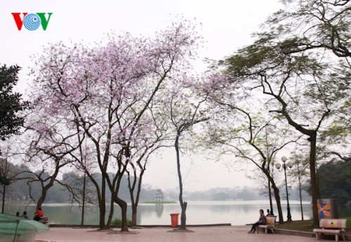 Hanoi turns blue purple  - ảnh 1