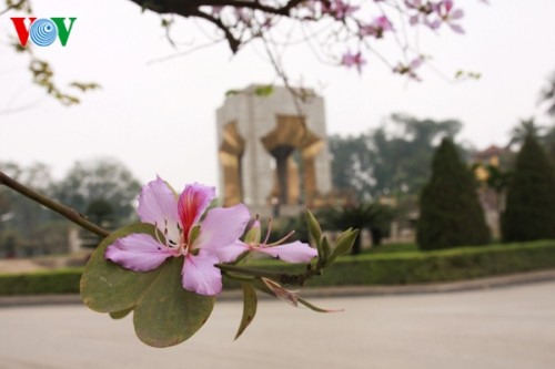 Hanoi turns blue purple  - ảnh 4