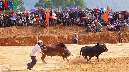 Ox fighting at Khau Vai love market festival  - ảnh 7