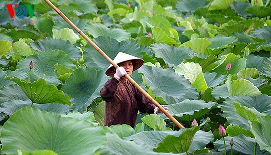 Lotus blossoms on West Lake  - ảnh 1