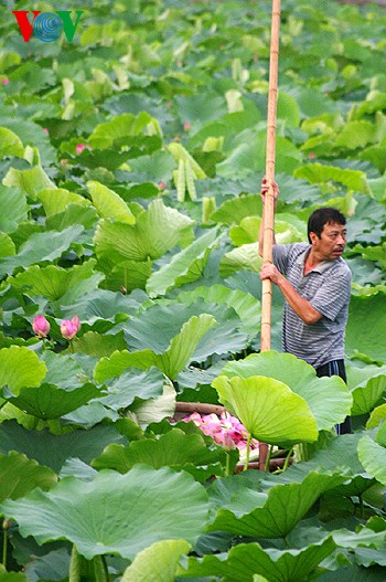 Lotus blossoms on West Lake  - ảnh 2