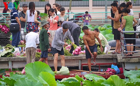 Lotus blossoms on West Lake  - ảnh 3