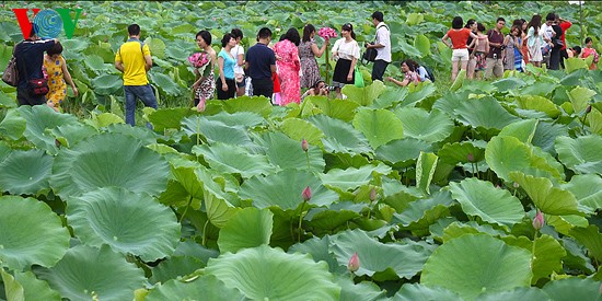 Lotus blossoms on West Lake  - ảnh 4