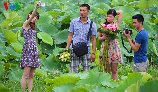 Lotus blossoms on West Lake  - ảnh 5