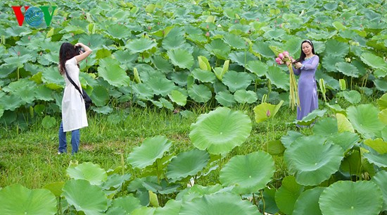 Lotus blossoms on West Lake  - ảnh 7