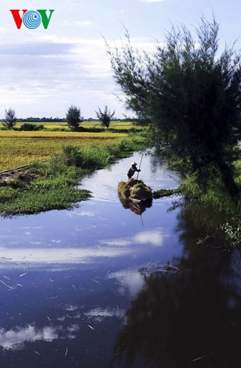 Rice harvest time - ảnh 6