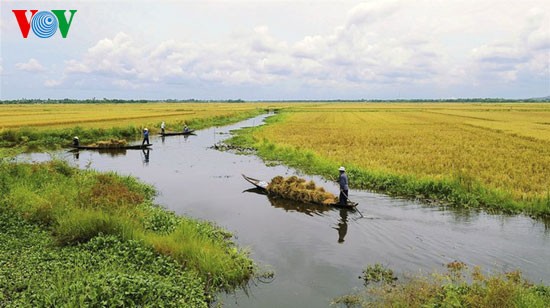 Rice harvest time - ảnh 5