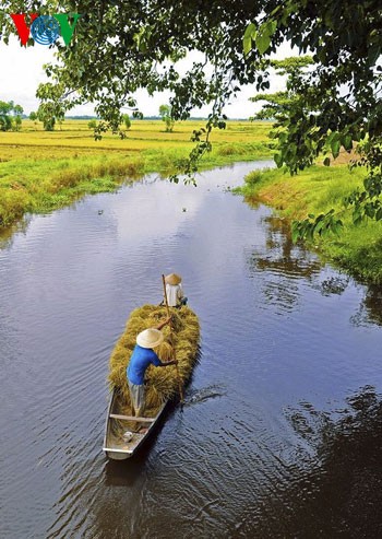 Rice harvest time - ảnh 7