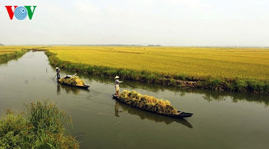 Rice harvest time - ảnh 2