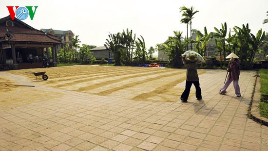 Rice harvest time - ảnh 11