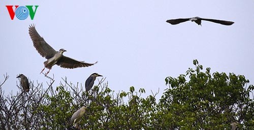 A visit to Can Gio World Biosphere Reserve  - ảnh 12