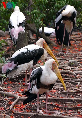 A visit to Can Gio World Biosphere Reserve  - ảnh 13