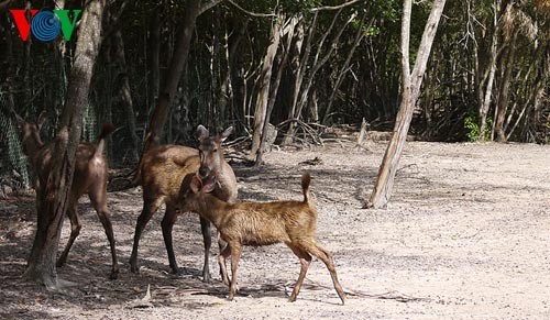 A visit to Can Gio World Biosphere Reserve  - ảnh 7