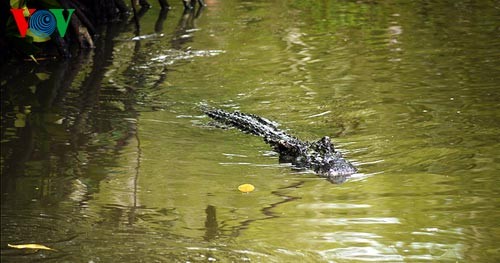 A visit to Can Gio World Biosphere Reserve  - ảnh 9