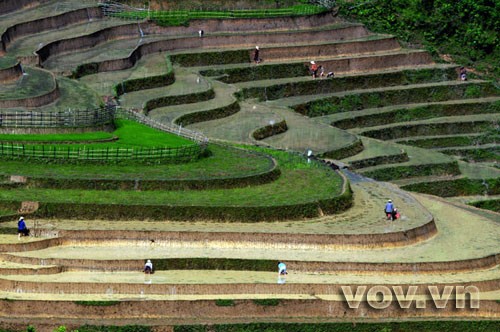 Terraced fields - ảnh 1