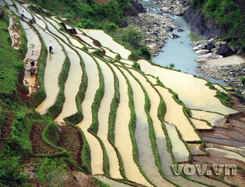 Terraced fields - ảnh 3