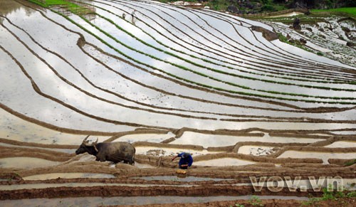 Terraced fields - ảnh 5