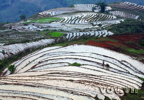 Terraced fields - ảnh 6