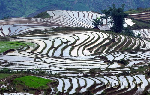 Terraced fields - ảnh 7