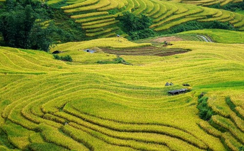 Golden fields of grain - ảnh 1