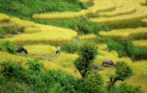 Golden fields of grain - ảnh 12