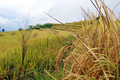 Golden fields of grain - ảnh 13