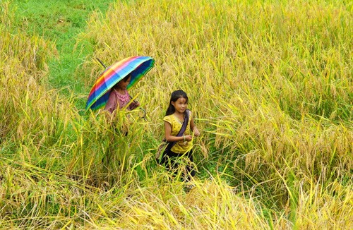 Golden fields of grain - ảnh 14