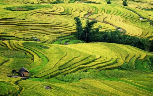 Golden fields of grain - ảnh 2