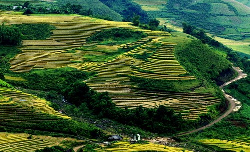 Golden fields of grain - ảnh 3