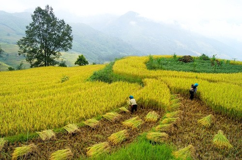 Golden fields of grain - ảnh 4