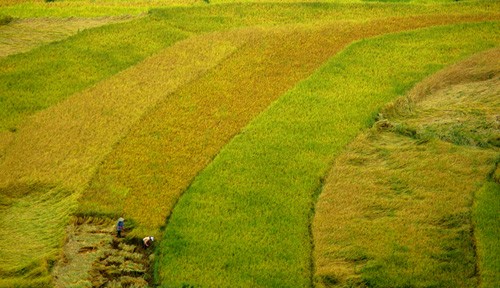 Golden fields of grain - ảnh 5