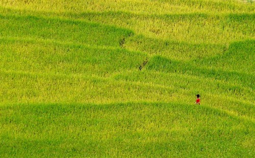 Golden fields of grain - ảnh 6