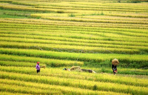 Golden fields of grain - ảnh 7