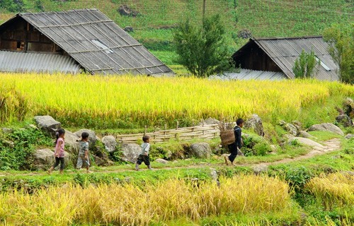 Golden fields of grain - ảnh 9