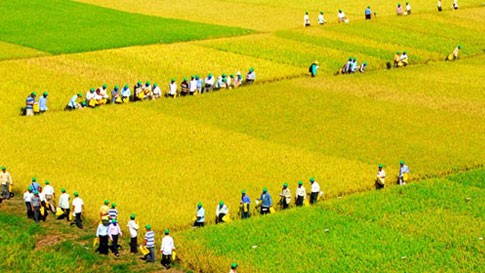 Wet rice cultivation of the Viet people  - ảnh 3