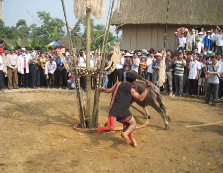 Traditional festivals of the Brau  - ảnh 1