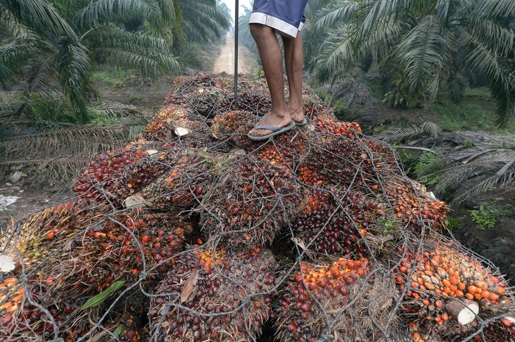 Global companies fight climate change  - ảnh 1