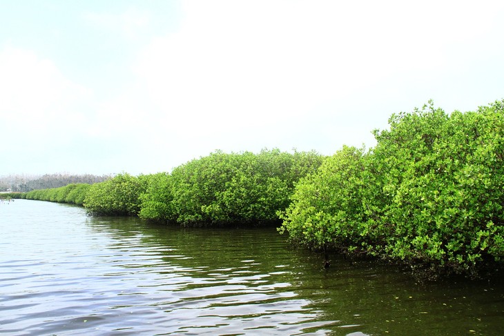 UNDP helps Vietnam’s coastal communities adapt to climate change  - ảnh 3