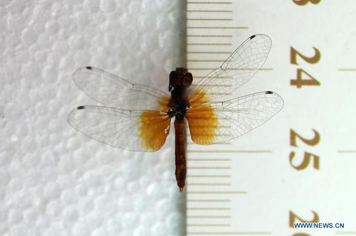 China discovers world's smallest dragonfly - ảnh 1