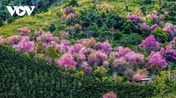 Cherry blossom festival opens in Da Lat  - ảnh 1