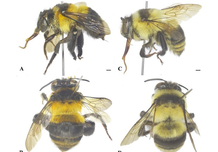베트남 서식 물고기‧벌, 2025년 ‘신종 생물 70종’ 목록에 이름 올려 - ảnh 1