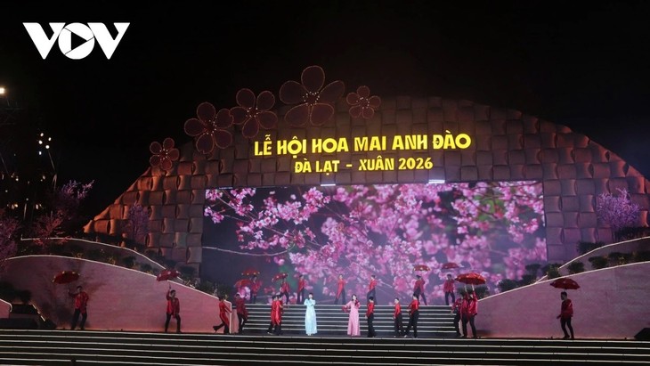2026년 봄 달랏 히말라야 벚꽃 축제 개막 - ảnh 1