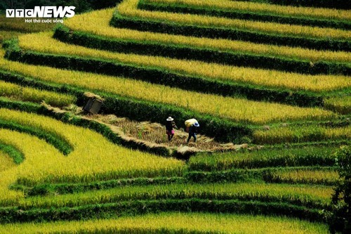 Умиротворяющая красота сезона созревания риса в деревне Хангдангзэ в провинции Лаокай - ảnh 10