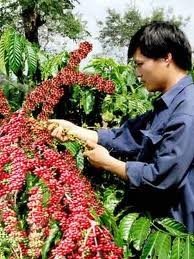 Organization of Vietnam’s coffee sector needs to be renovated - ảnh 1