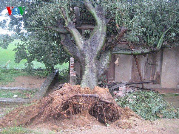 Localities overcome consequences of storm Mangkhut  - ảnh 1