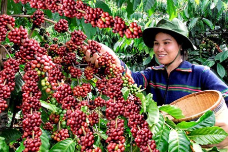 Buon Ma Thuot coffee festival kicks off   - ảnh 1